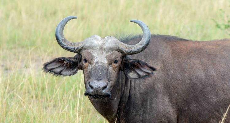 Safari de 8 días por Ruanda, Uganda, Tanzania, Gorilas y Vida Salvaje - Safari 2 Gorilla Tours (U) Ltd 8