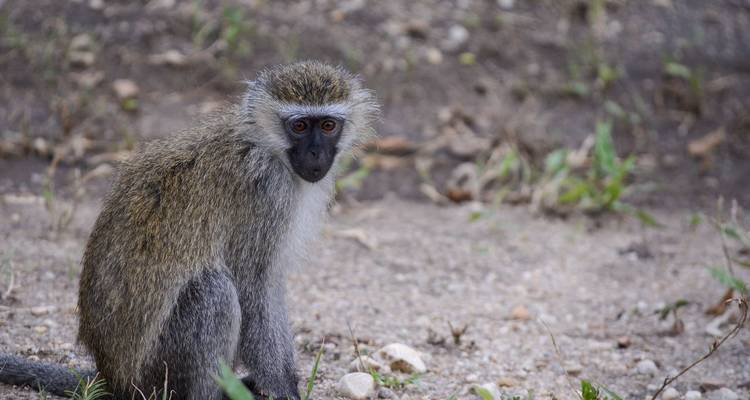 Safari de 8 días por Ruanda, Uganda, Tanzania, Gorilas y Vida Salvaje - Safari 2 Gorilla Tours (U) Ltd 10