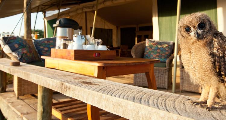 【Kenya】7 Days Black Leopard Safari Tour Packages - Delightful Travel 1