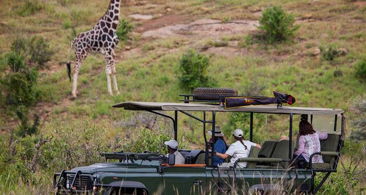 【Kenya】7 Days Black Leopard Safari Tour Packages - Delightful Travel 7