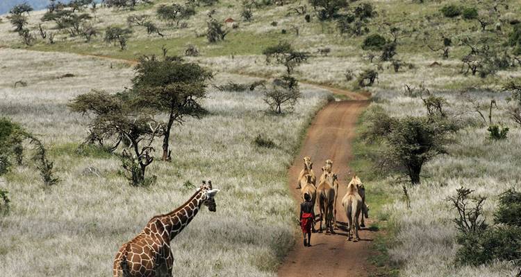【Kenya】7 Days Black Leopard Safari Tour Packages - Delightful Travel 8
