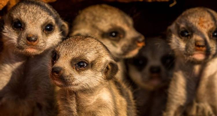 Close-up of meerkat pups in their habitat.