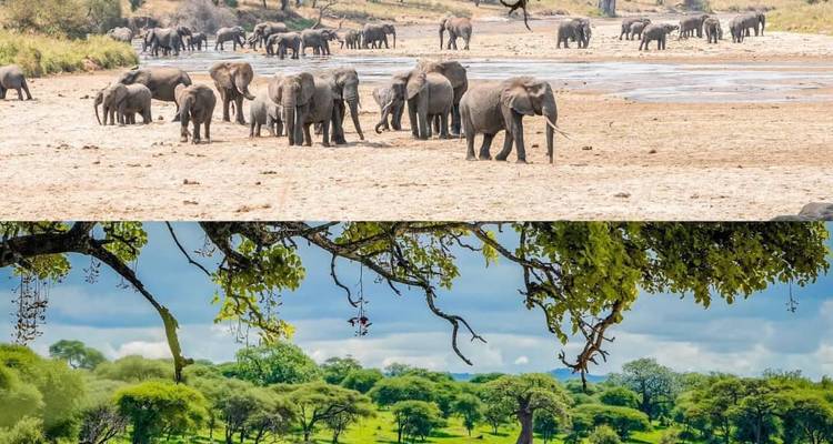 Elephants gathered near a watering hole.