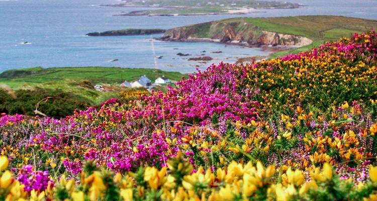 Flores silvestres vibrantes de color rosa, morado y amarillo alfombrando colinas costeras onduladas que dominan una costa irlandesa escarpada e islas distantes.