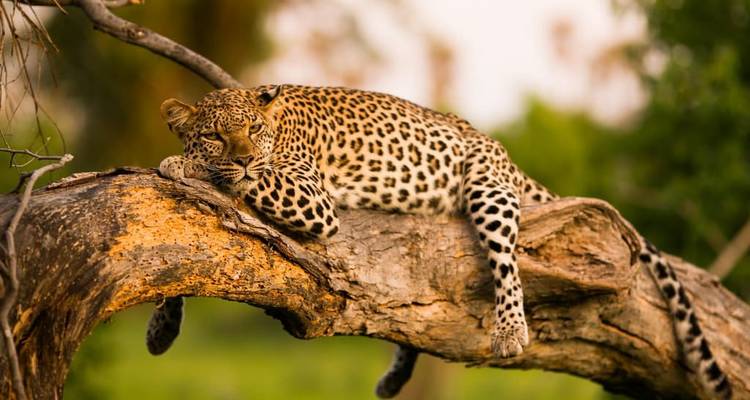 Léopard se reposant sur une branche d'arbre.