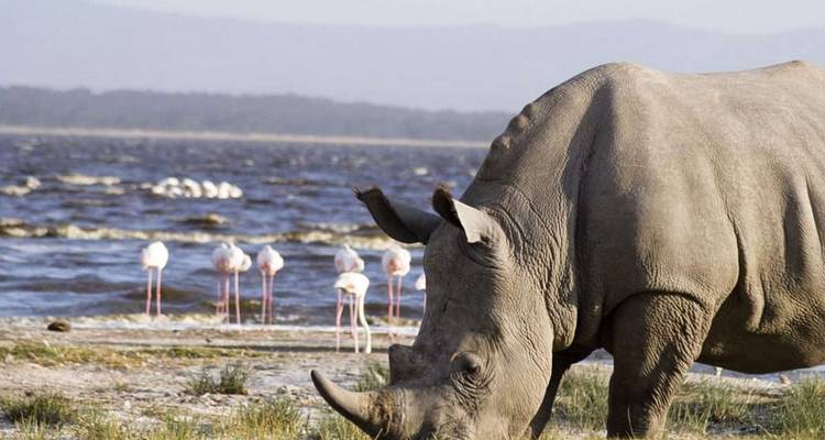 Rhinocéros près d'un lac avec des flamants roses derrière.