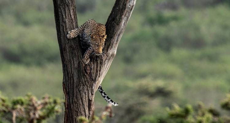 Léopard dans un arbre regardant vers le bas.