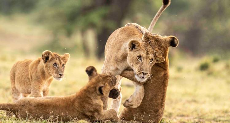 Lionne jouant avec ses petits dans l'herbe.