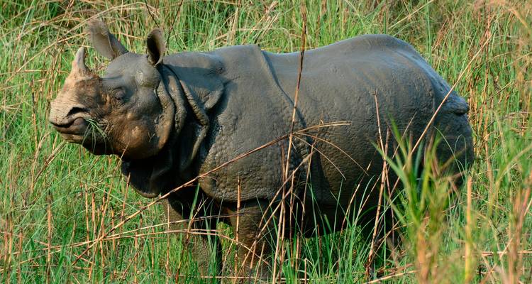 Kathmandu Pokhara Chitwan Tour 7 Nuits 8 Jours - Himalayan Trekking & Tours 2