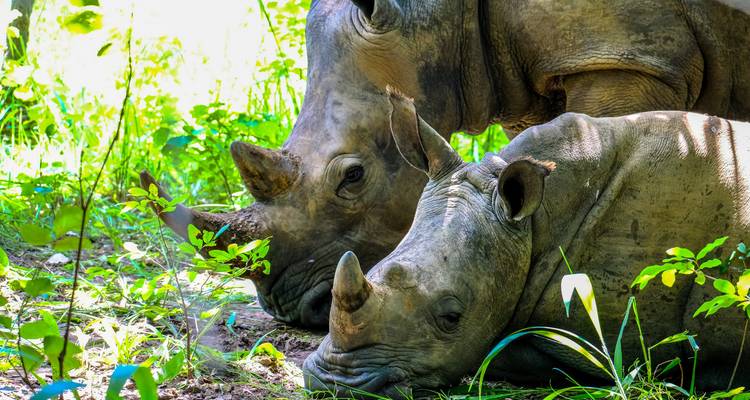 Kathmandu Chitwan Tour - Himalayan Trekking & Tours 1