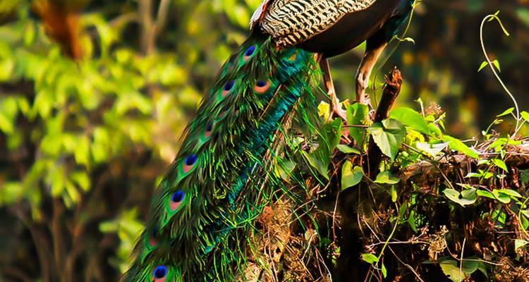 Circuit de luxe au Népal - Himalayan Trekking & Tours 7