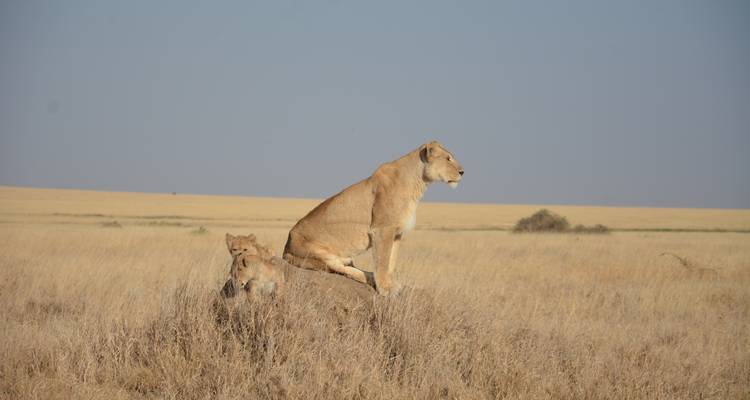 3-Day Midrange Safari to Tarangire & Ngorongoro Crater - Professional Safari Africa 6