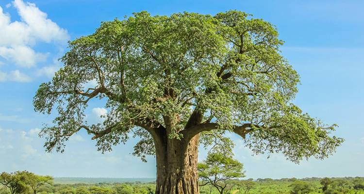 Grote groene baobabboom onder een heldere blauwe hemel.