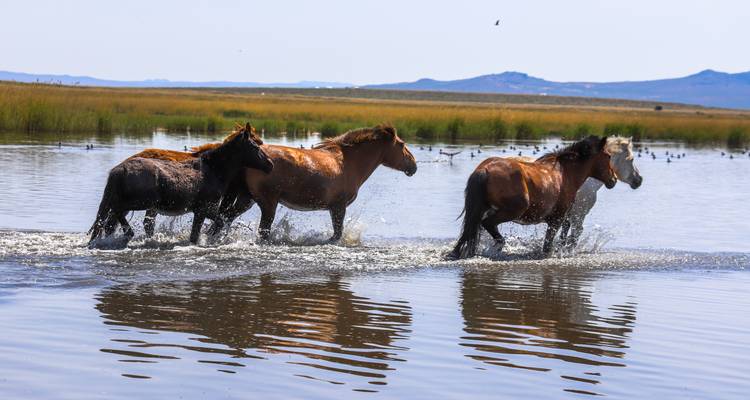 Circuit à cheval dans la steppe 12 jours - View Mongolia Travel 2