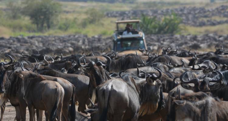 Een kudde gnoes met een safariwagen op de achtergrond.