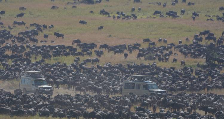 Een grote kudde gnoes met safariwagens.