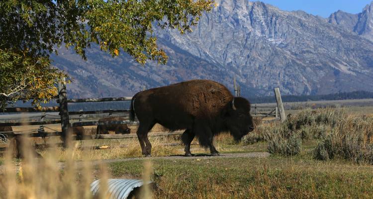 Bison walking in front of a wooden fence with mountains.