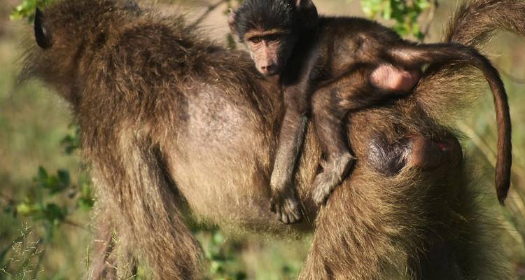 11- jours d'expédition Grand Safari : Busanga Plains, Kafue, Mosi-oa-Tunya (Zambie), Chobe (Botswana) et Hwange National Parks (Zimbabwe). - Lochinvar Safaris 8