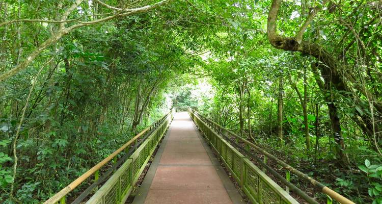 Houten loopbrug door dichte groene begroeiing.