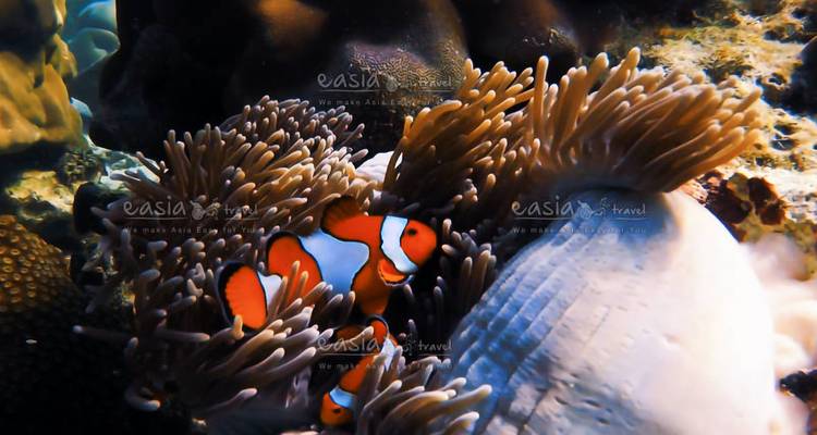 Thaïlande - Sud de la Thaïlande, parcs nationaux et mer - Paradise Reise Service 4