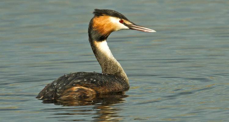Observation des oiseaux à Tavira et Ria Formosa, 8 jours - Be Cool 1