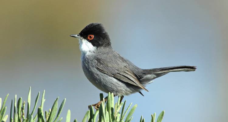 Observation des oiseaux à Tavira et Ria Formosa, 8 jours - Be Cool 7