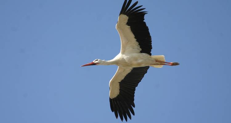 Observation des oiseaux à Tavira et Ria Formosa, 8 jours - Be Cool 8