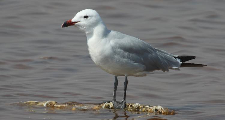 Observation des oiseaux à Tavira et Ria Formosa, 8 jours - Be Cool 9
