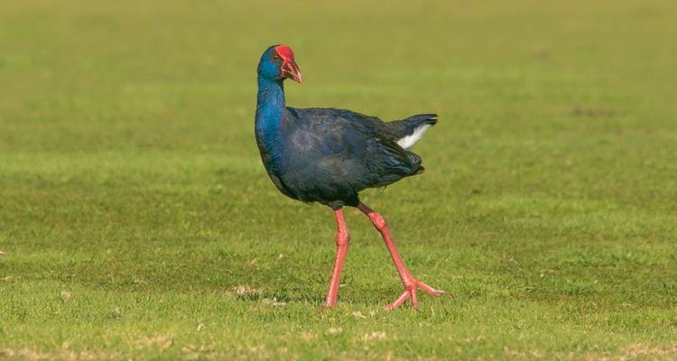 Observation des oiseaux à Tavira et Ria Formosa, 8 jours - Be Cool 10