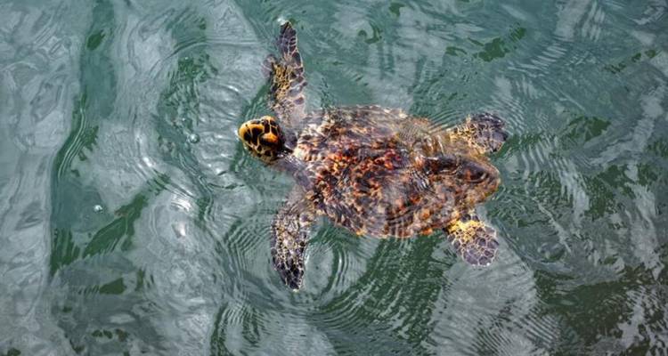 Small turtle swimming in clear water.