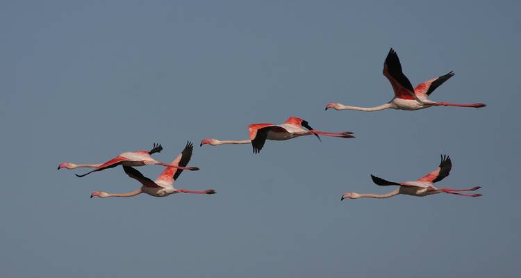 Votre destination ornithologique Nemesis, 5 jours à Cabanas - Be Cool 8