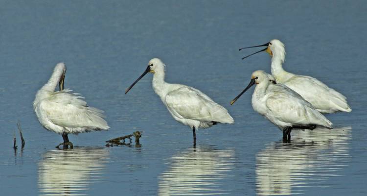 Votre destination ornithologique Nemesis, 5 jours à Cabanas - Be Cool 10