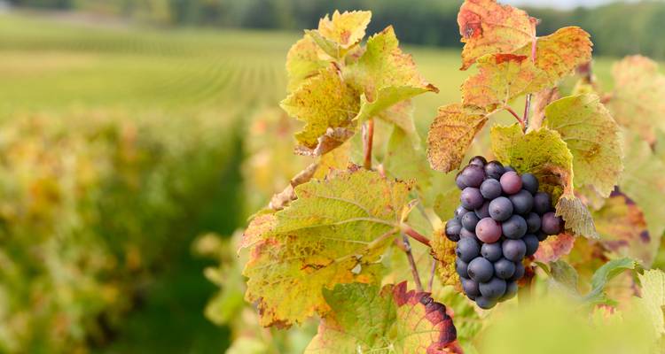 Vignobles de Champagne - Cycling for Softies 2