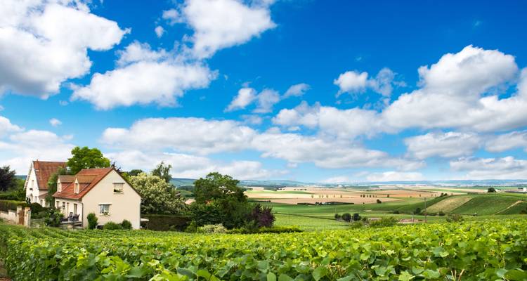 Vignobles de Champagne - Cycling for Softies 4