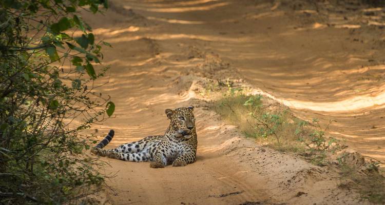 Sri Lanka in Depth (Hortons Plain) - Explore! 6