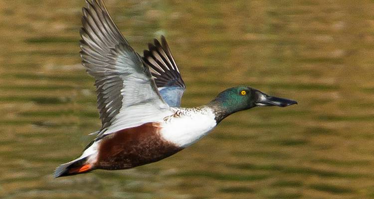 Your Nemesis Bird Destination, 8 days in Cabanas - Be Cool 4