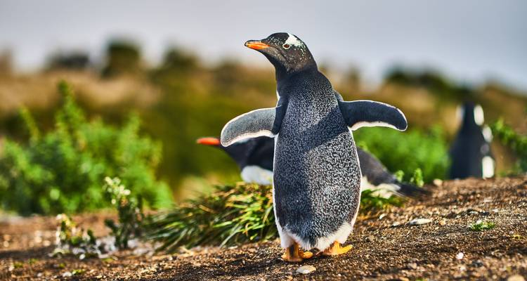 Pinguïn die staat op een rotsachtig landschap in Patagonië.