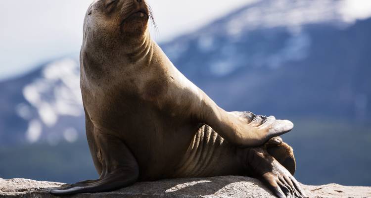 Zeeleeuw zonnend op rotsen tegen een bergachtige achtergrond.