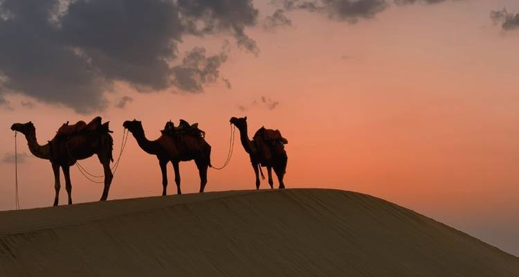 Silhouetten van kamelen tegen een zonsonderganglucht in de woestijn van Jaisalmer.