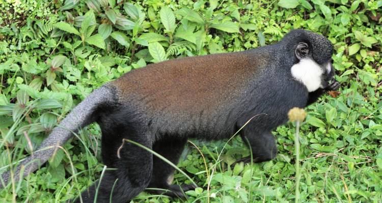 3 Days Primate Tracking Rwanda Safari - Rwanda Eco Company and Safaris  1