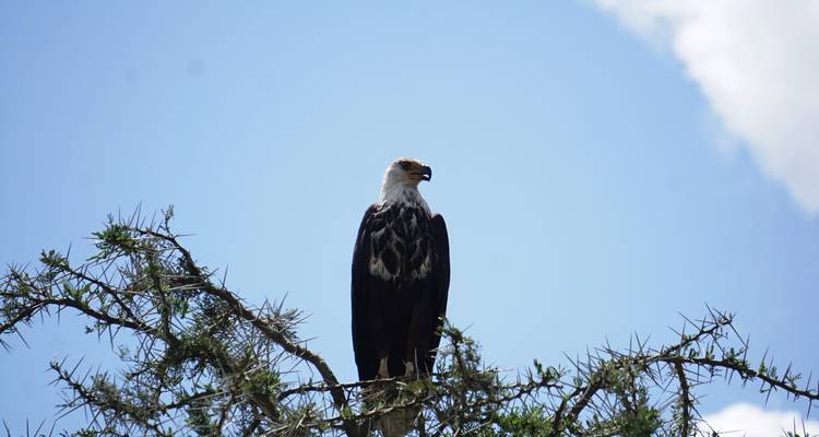 3 Days Akagera National Park Wildlife Safari - Rwanda Eco Company and Safaris  1