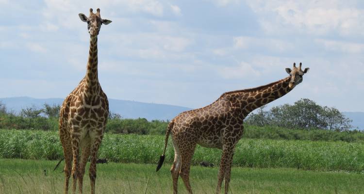 3 Days Akagera National Park Wildlife Safari - Rwanda Eco Company and Safaris  3