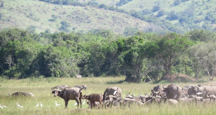 3 Days Akagera National Park Wildlife Safari - Rwanda Eco Company and Safaris  4