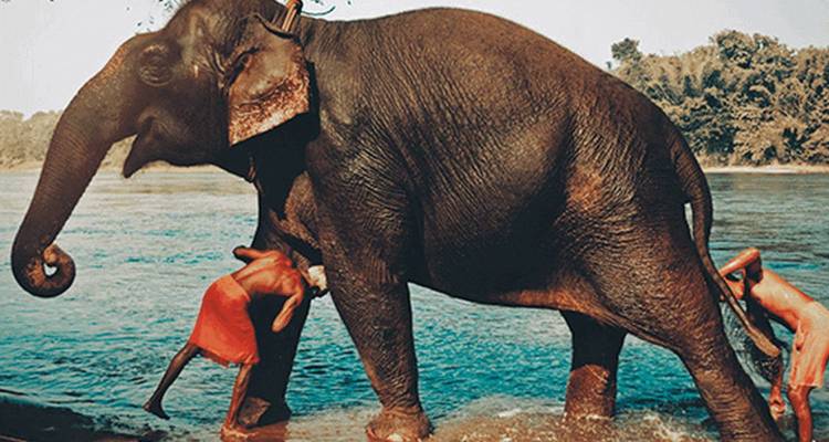 Éléphant avec deux personnes qui le lavent dans une rivière.