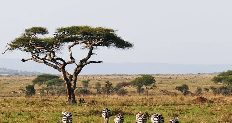 Eine malerische Savanne mit grasenden Zebras und einem einzelnen Akazienbaum unter einem klaren blauen Himmel.