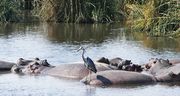 Ein Reiher auf einer Gruppe von untergetauchten Nilpferden in einer ruhigen Wasserumgebung.