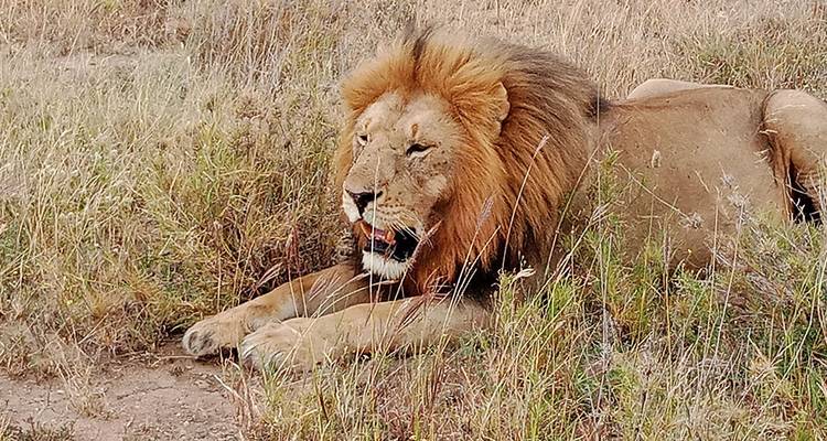 Ein einsamer Löwe, der im Gras ruht und seine majestätische Mähne zur Schau stellt.