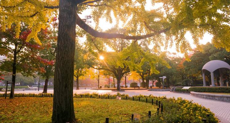 Parc aux allées bordées d'arbres et aux feuilles d'automne jaunes.