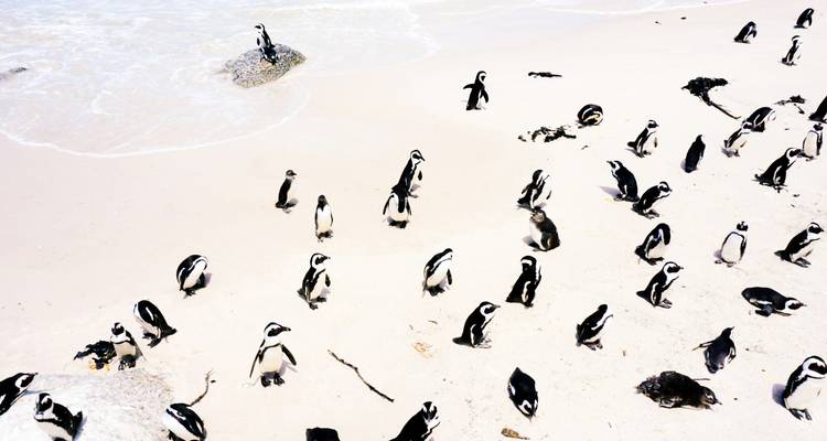 Vibrant South Africa: Nature, Wild Life and Adventure - Wanderful Holidays LLC 3