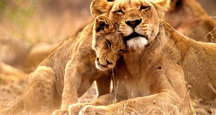 Vibrant South Africa: Nature, Wild Life and Adventure - Wanderful Holidays LLC 1